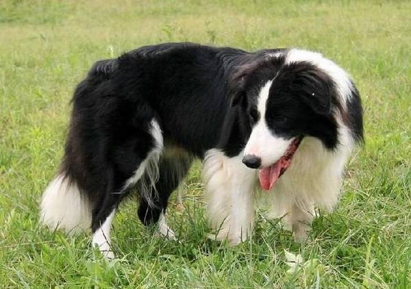 边境牧羊犬腹泻吃什么中药? 边境牧羊犬腹泻吃什么中药?