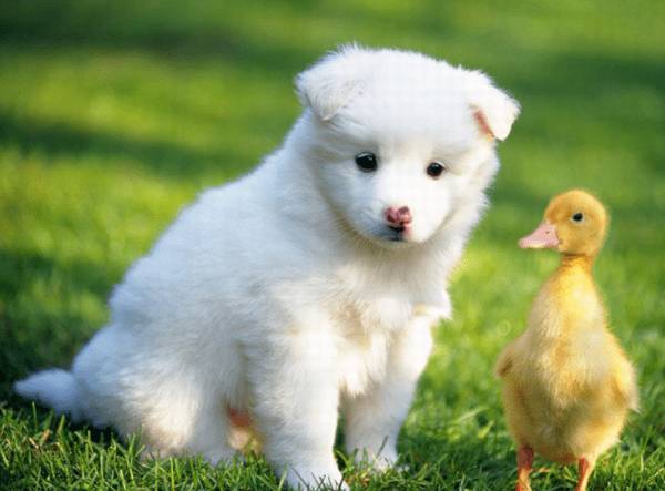 萨摩耶反胃拉稀吃啥?小宠医生教你萨摩耶反胃拉稀医治 萨摩耶反胃拉稀吃啥?小宠医生教你萨摩耶反胃拉稀医治