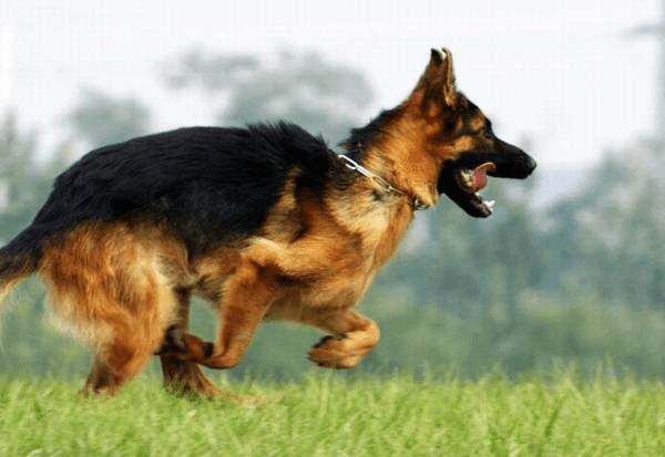 德牧拉肚子吃啥?牧羊犬拉肚子该怎么办? 德牧拉肚子吃啥?牧羊犬拉肚子该怎么办?