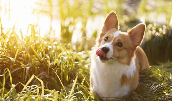 狗狗常见腹泻是小问题?并非全部益生菌粉都能改进腹泻 狗狗常见腹泻是小问题?并非全部益生菌粉都能改进腹泻