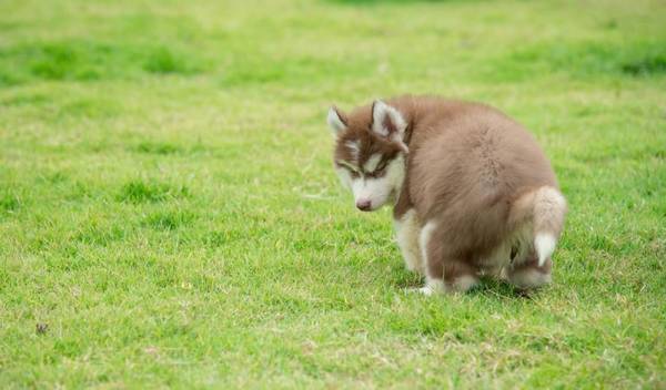 狗狗常见腹泻是小问题?并非全部益生菌粉都能改进腹泻 狗狗常见腹泻是小问题?并非全部益生菌粉都能改进腹泻