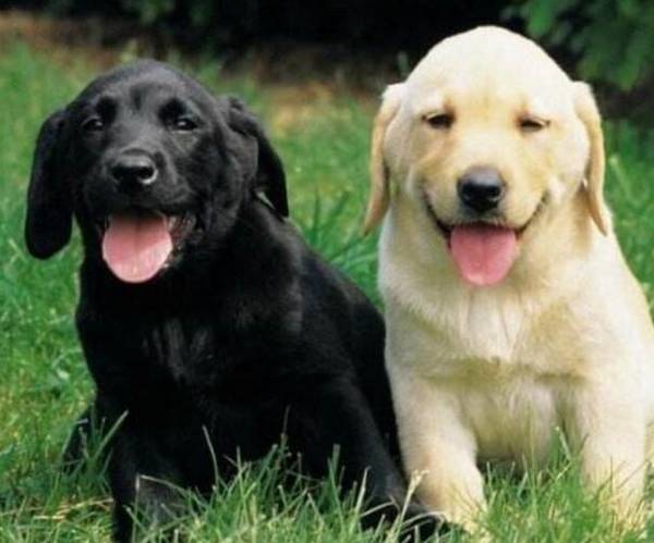 拉布拉多拉稀是怎么回事?教你剖析拉布拉多犬拉稀缘故和医治 拉布拉多拉稀是怎么回事?教你剖析拉布拉多犬拉稀缘故和医治