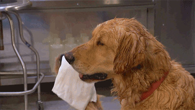 一起来看一下导致金毛拉稀的好多个缘故和解决方案 一起来看一下导致金毛拉稀的好多个缘故和解决方案