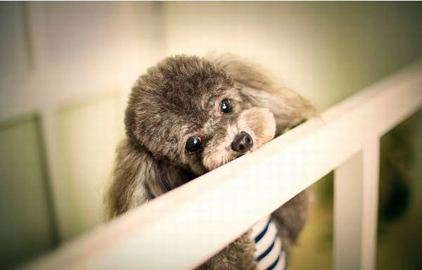 养宠物注意事项:成年人泰迪拉肚子该怎么办 养宠物注意事项:成年人泰迪拉肚子该怎么办