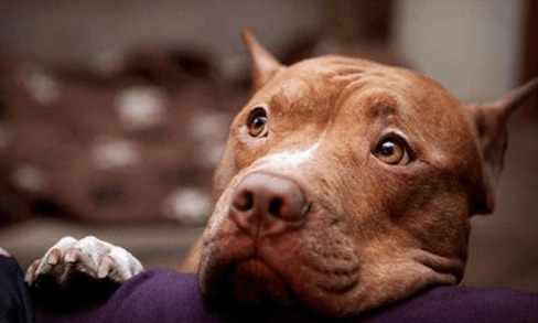 比特犬呕吐该怎么办?比特犬呕吐是怎么回事 比特犬呕吐该怎么办?比特犬呕吐是怎么回事