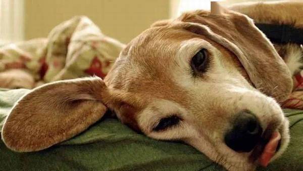 狗狗吐了该怎么办?这一份恶心呕吐状况全集 狗狗吐了该怎么办?这一份恶心呕吐状况全集