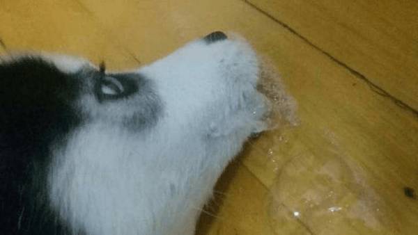 狗呕吐并不容易,要全方位考虑到才可以做出精确分辨 狗呕吐并不容易,要全方位考虑到才可以做出精确分辨