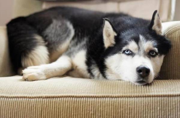 哈士奇反胃不要吃东西该怎么办 哈士奇反胃不要吃东西该怎么办