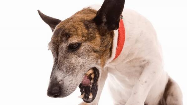 狗呕吐并不容易,要全方位考虑到才可以做出精确分辨 狗呕吐并不容易,要全方位考虑到才可以做出精确分辨