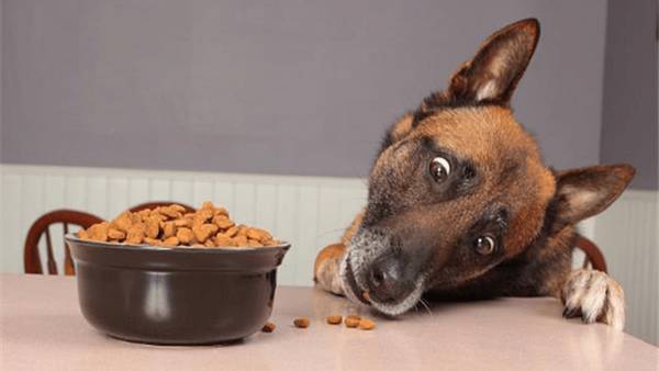 狗呕吐并不容易,要全方位考虑到才可以做出精确分辨 狗呕吐并不容易,要全方位考虑到才可以做出精确分辨