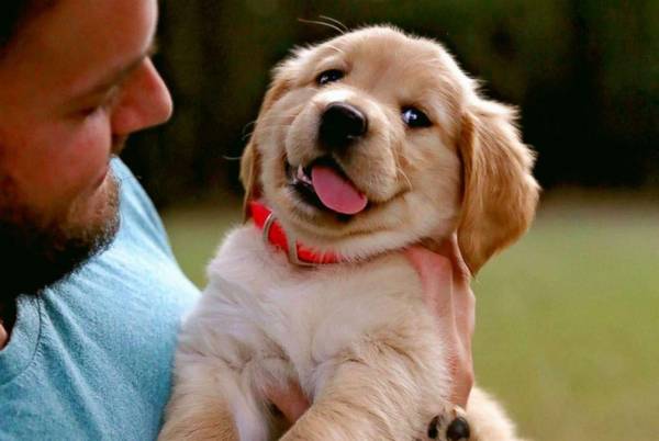 幼犬呕吐?得立即高度重视,要不然怕是细微抢走狗狗命 幼犬呕吐?得立即高度重视,要不然怕是细微抢走狗狗命