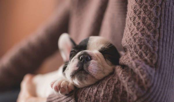 幼犬呕吐?得立即高度重视,要不然怕是细微抢走狗狗命 幼犬呕吐?得立即高度重视,要不然怕是细微抢走狗狗命