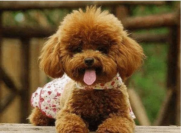 泰迪狗狗吐黄水带泡沫该怎么办 泰迪狗狗吐黄水带泡沫该怎么办