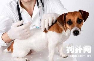 你家狗狗疫苗打对了吗? 你家狗狗疫苗打对了吗?