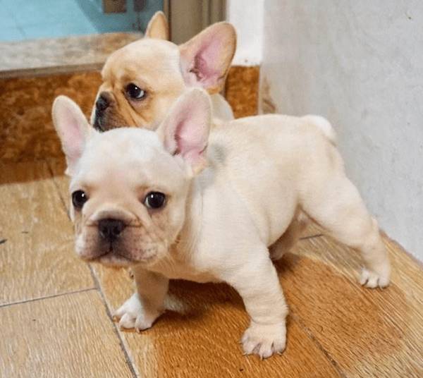 教你狗狗打疫苗完疫苗后会出現哪些反映 教你狗狗打疫苗完疫苗后会出現哪些反映