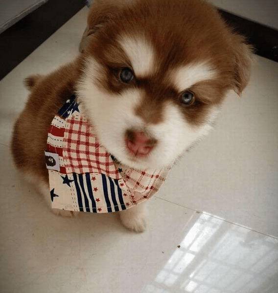 教你狗狗打疫苗完疫苗后会出現哪些反映 教你狗狗打疫苗完疫苗后会出現哪些反映