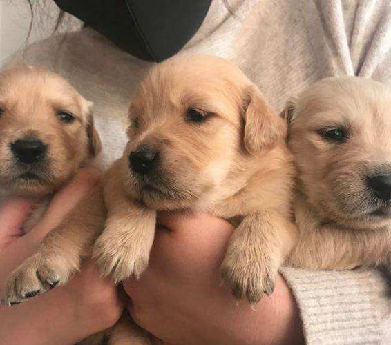 二个月大的小狗,预苗的确打全了沒有?消费陷阱了解一下 二个月大的小狗,预苗的确打全了沒有?消费陷阱了解一下