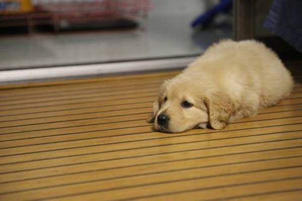 二个月大的小狗,预苗的确打全了沒有?消费陷阱了解一下 二个月大的小狗,预苗的确打全了沒有?消费陷阱了解一下