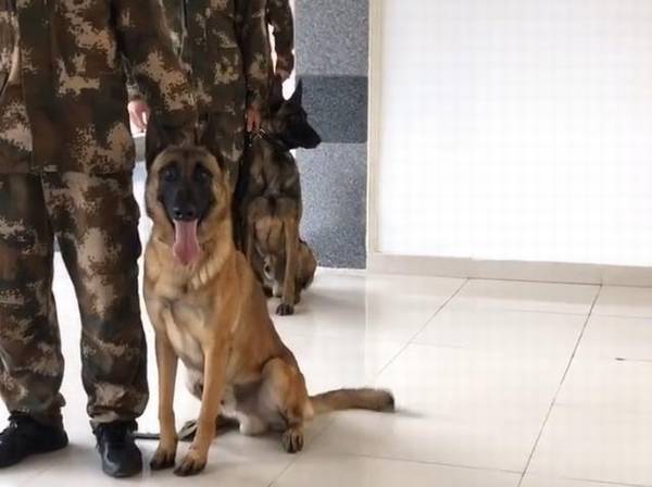 搜救犬排长队打疫苗,狗子认为加鸡腿,看到医生后,狗子的反映会亮 搜救犬排长队打疫苗,狗子认为加鸡腿,看到医生后,狗子的反映会