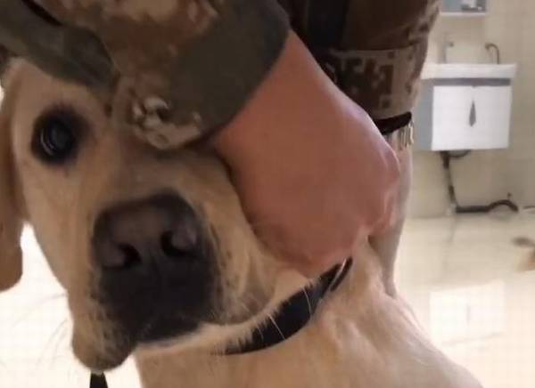 搜救犬排长队打疫苗,狗子认为加鸡腿,看到医生后,狗子的反映会亮 搜救犬排长队打疫苗,狗子认为加鸡腿,看到医生后,狗子的反映会