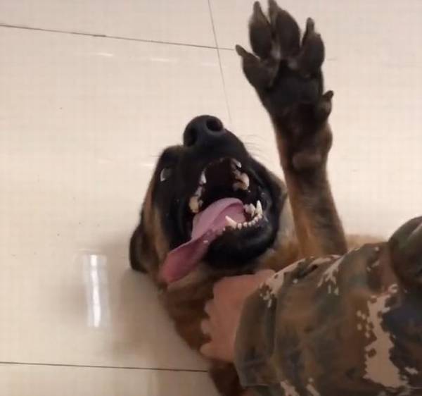 搜救犬排长队打疫苗,狗子认为加鸡腿,看到医生后,狗子的反映会亮 搜救犬排长队打疫苗,狗子认为加鸡腿,看到医生后,狗子的反映会