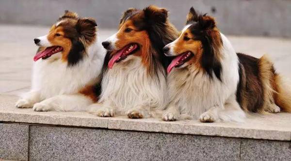 狗狗预苗为何要打三针? 狗狗预苗为何要打三针?