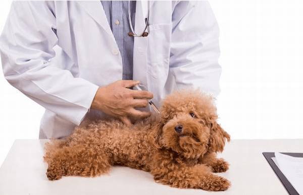 狗狗狂犬疫苗多长时间打一次?犬瘟又是怎么回事造成的呢?干货知识来了! 狗狗狂犬疫苗多长时间打一次?犬瘟又是怎么回事造成的呢?干货知