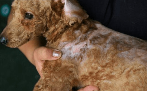 泰迪身体传出这种数据信号,代表着身体寄生虫“许多”,驱虫势在必行 泰迪身体传出这种数据信号,代表着身体寄生虫“许多”,驱虫势在