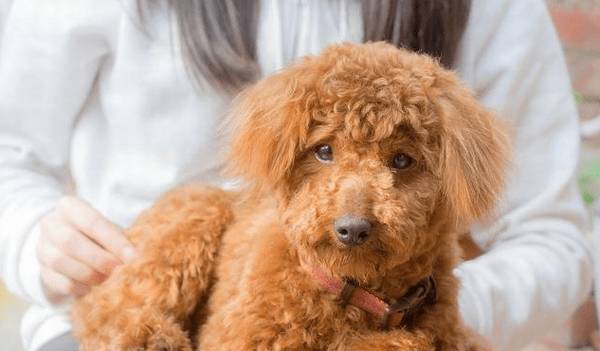 泰迪身体传出这种数据信号,代表着身体寄生虫“许多”,驱虫势在必行 泰迪身体传出这种数据信号,代表着身体寄生虫“许多”,驱虫势在