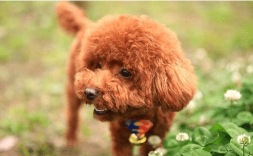 泰迪身体传出这种数据信号,代表着身体寄生虫“许多”,驱虫势在必行 泰迪身体传出这种数据信号,代表着身体寄生虫“许多”,驱虫势在