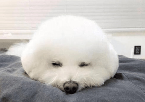 给比熊犬驱虫时,这几个错误观念,不可以学 给比熊犬驱虫时,这几个错误观念,不可以学