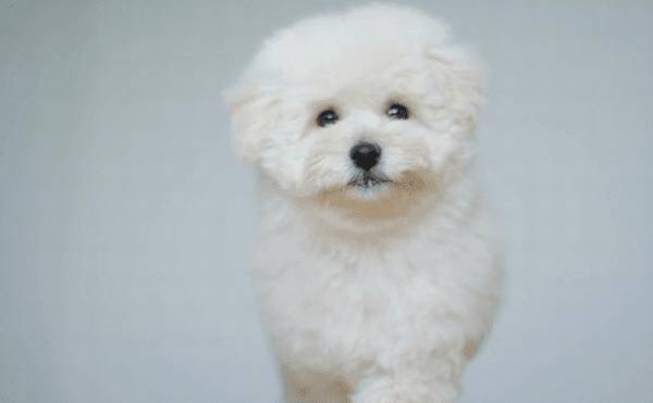 比熊经常性除虫的6大“不良影响”,有多恐怖,看了就知道 比熊经常性除虫的6大“不良影响”,有多恐怖,看了就知道