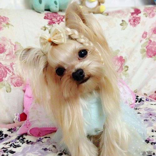 约克夏胃口不太好是由于没驱虫吗 约克夏胃口不太好是由于没驱虫吗