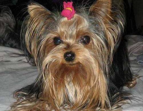 约克夏胃口不太好是由于没驱虫吗 约克夏胃口不太好是由于没驱虫吗