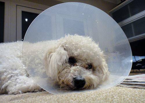 比熊经常性除虫的6大“不良影响”,有多恐怖,看了就知道 比熊经常性除虫的6大“不良影响”,有多恐怖,看了就知道