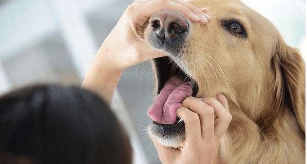 小狗“身体有虫”和“身体之外有虫”,各自有哪些主要表现?该如何驱虫? 小狗“身体有虫”和“身体之外有虫”,各自有哪些主要表现?该如