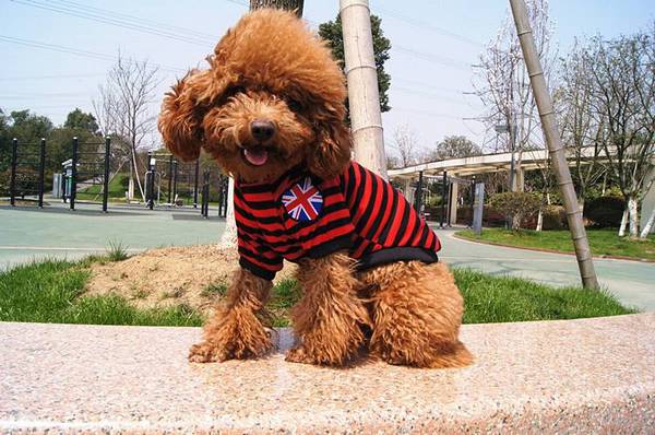 狗狗驱虫普遍错误观念,初学者非常容易爆雷 狗狗驱虫普遍错误观念,初学者非常容易爆雷