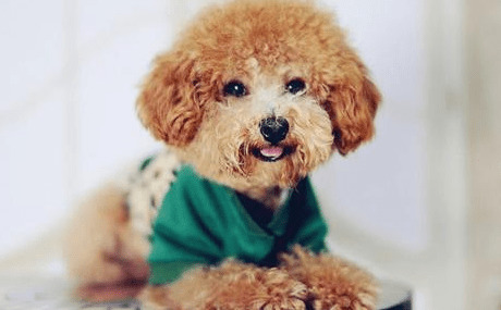 泰迪怎样驱虫?小宠医生教你给泰迪犬驱虫 泰迪怎样驱虫?小宠医生教你给泰迪犬驱虫