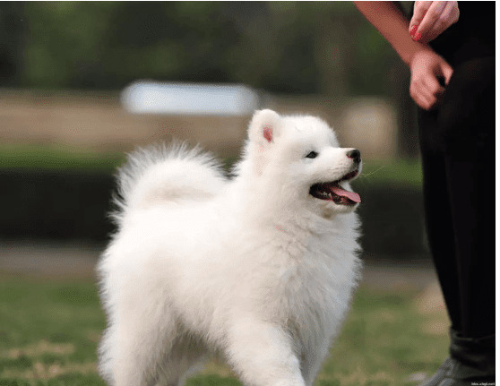 这种狗狗驱虫大错误观念猫奴你中了好多个? 这种狗狗驱虫大错误观念猫奴你中了好多个?