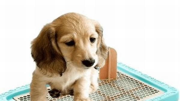 狗狗被蜱虫咬了有哪些症状 狗狗被蜱虫咬了有哪些症状