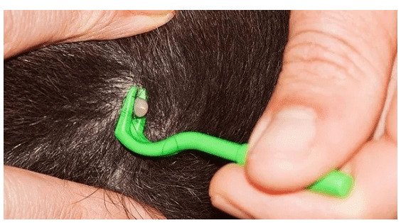 夏季寄生虫席卷究竟给狗狗驱虫多久一次? 夏季寄生虫席卷究竟给狗狗驱虫多久一次?