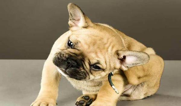 狗狗头发是蜱虫的豪宅别墅,夏季袭来,该怎样避开蜱虫叮咬? 狗狗头发是蜱虫的豪宅别墅,夏季袭来,该怎样避开蜱虫叮咬?