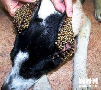 【蜱虫狗症状】狗蜱虫病原因|诊断|预防及治疗方法 【蜱虫狗症状】狗蜱虫病原因|诊断|预防及治疗方法