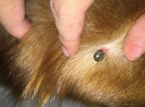 狗豆子怎么去除?狗豆子图片及治疗方法 狗豆子怎么去除?狗豆子图片及治疗方法