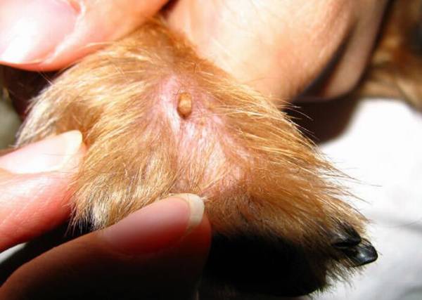 狗豆子怎么去除?狗豆子图片及治疗方法 狗豆子怎么去除?狗豆子图片及治疗方法