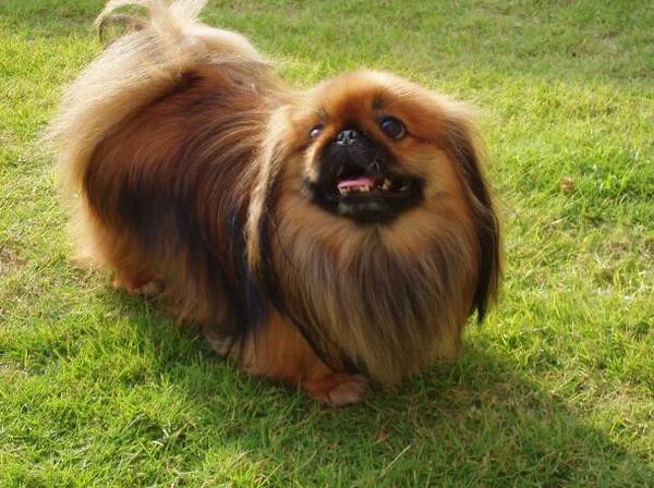 狗狗被蜱虫叮咬后的症状以及治疗方法! 狗狗被蜱虫叮咬后的症状以及治疗方法!