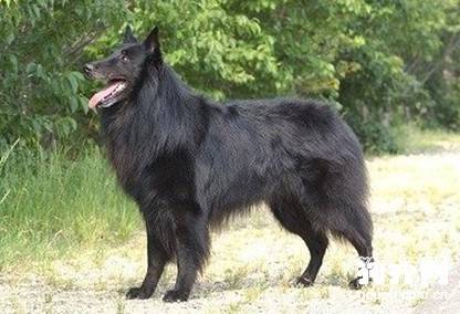 狗豆子(蜱虫)的预防方法 狗豆子(蜱虫)的预防方法