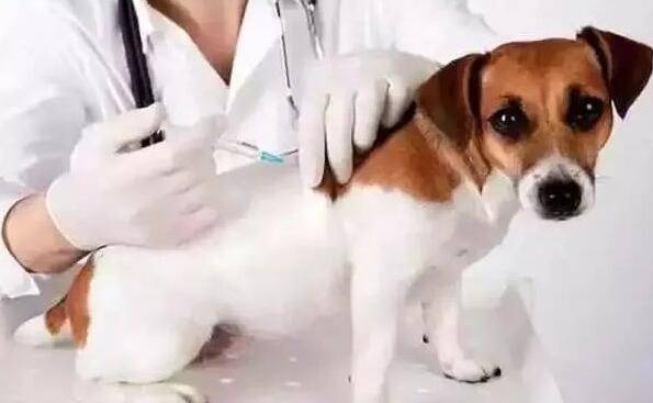 狗狗疫苗多少钱一针,多久打一次 狗狗疫苗多少钱一针,多久打一次