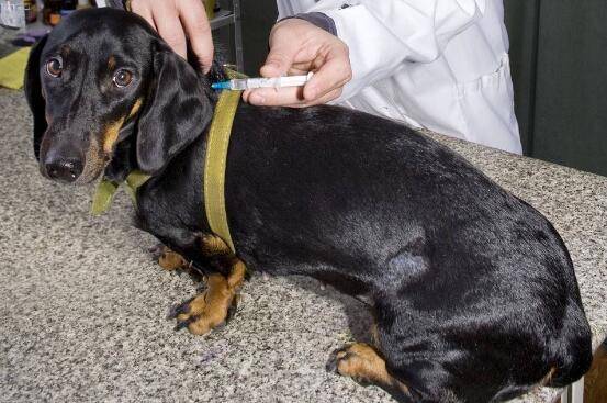 狗狗打针多少钱?给狗狗打疫苗要注意些什么? 狗狗打针多少钱?给狗狗打疫苗要注意些什么?