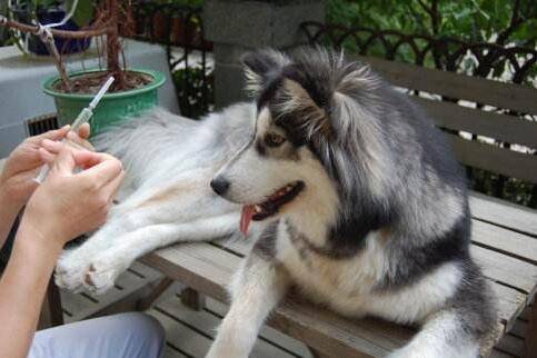 狗狗不配合打针怎么办?给狗狗打针吃药的正确方法 狗狗不配合打针怎么办?给狗狗打针吃药的正确方法